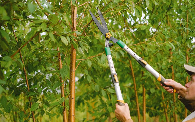 Tree trimming in Bulger, PA