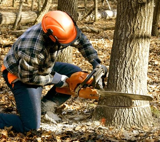 Tree Removal in Bulger, PA